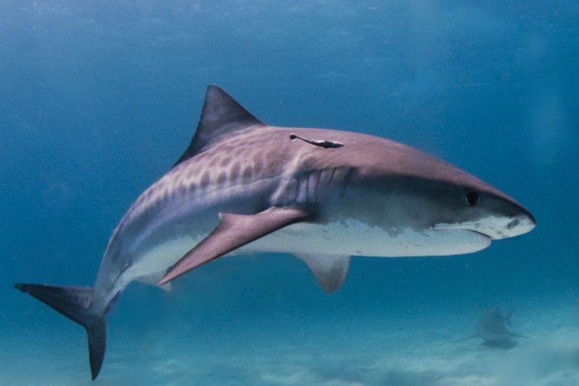 tiger shark wallpaper HD