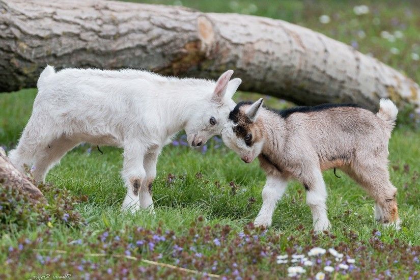 animals, Nature, Goats, Baby Animals Wallpapers HD / Desktop and Mobile  Backgrounds