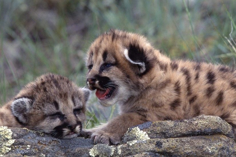 pumas, Animals, Baby Animals Wallpapers HD / Desktop and Mobile Backgrounds