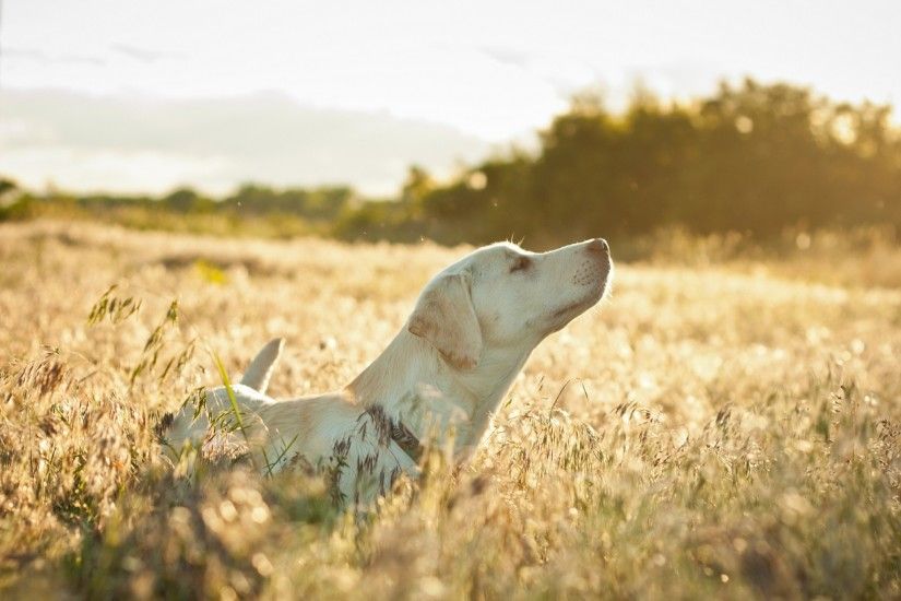 Preview wallpaper dog, labrador, face, grass, walking, sunshine 2560x1440