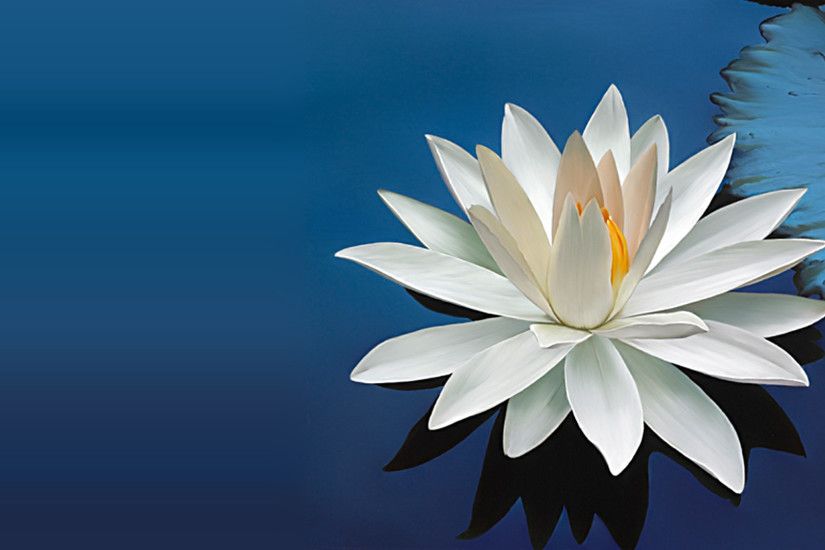 ... Nature Wallpaper with Beautiful White Lotus Flower
