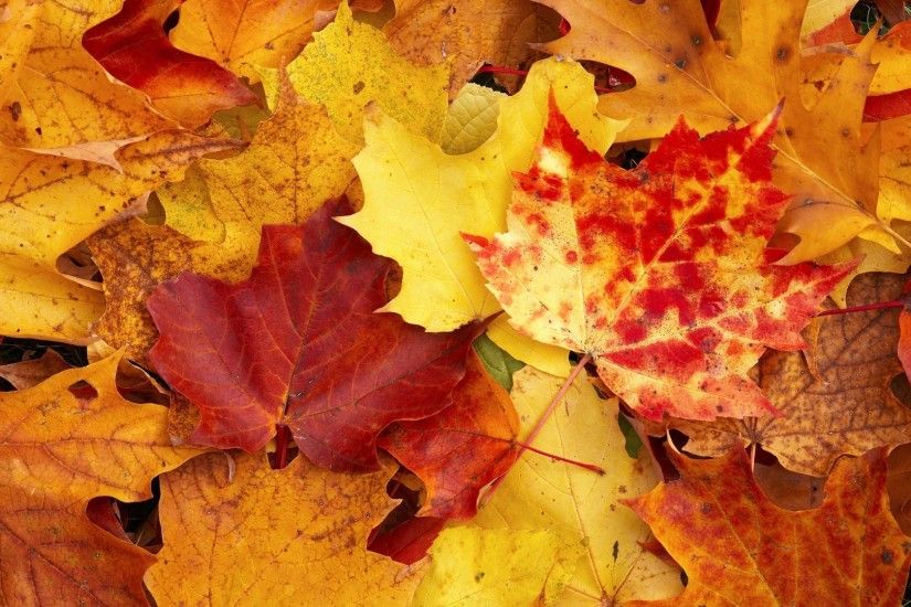 Nice Hd Fall Wallpaper HD Wallpapers of Nature- Full HD 1080p Desktop  Backgrounds for PC