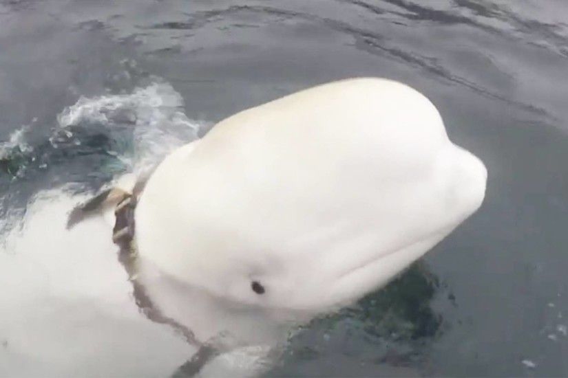 Norwegen: Ist dieser Beluga-Wal ein russischer Spion? Fischer entdecken  verdÃ¤chtiges Zaumzeug | STERN.de