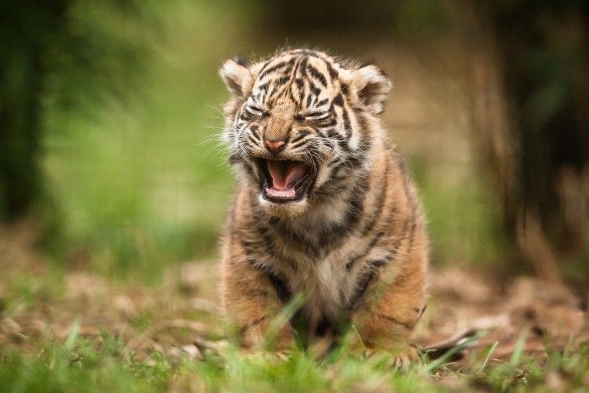 Search Results for “baby tiger wallpaper hd” – Adorable Wallpapers