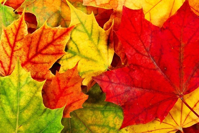 ... 48 Autumn Leaves Wallpapers, Top Ranked Autumn Leaves Wallpapers . ...