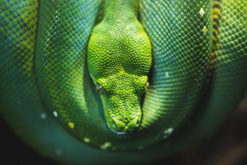 Preview wallpaper snake, reptile, wildlife 3840x2160