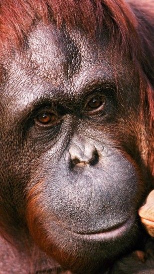 1080x1920 Wallpaper orangutan, female, young, caring