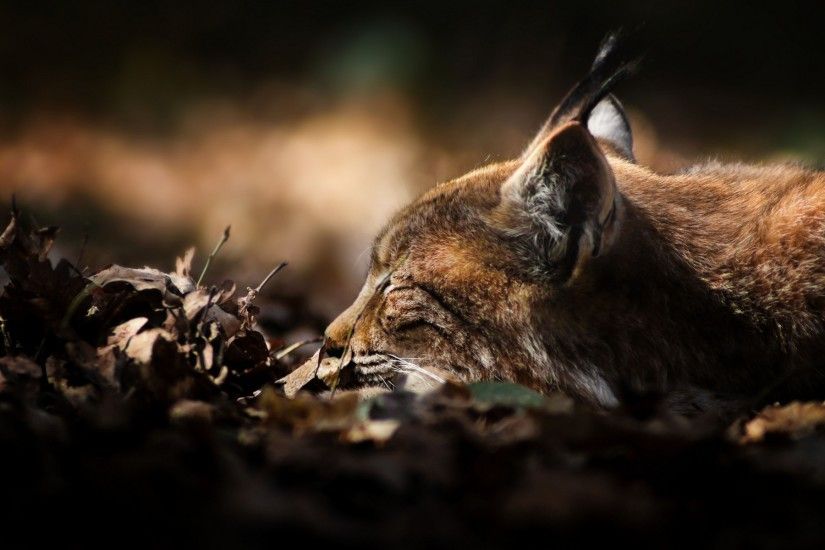 Lynx wild cat