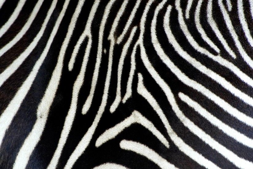 Sabertooth tiger [1920x1080] | Free Beautiful Wallpaper | Pinterest |  Wallpaper