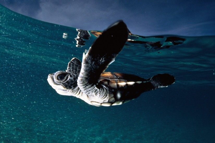 1920x1080 Wallpaper turtle, sea, swim, underwater