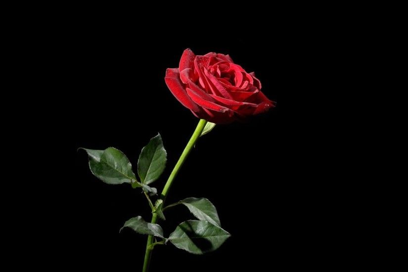 Preview wallpaper rose, red, flower, black background 3840x2160