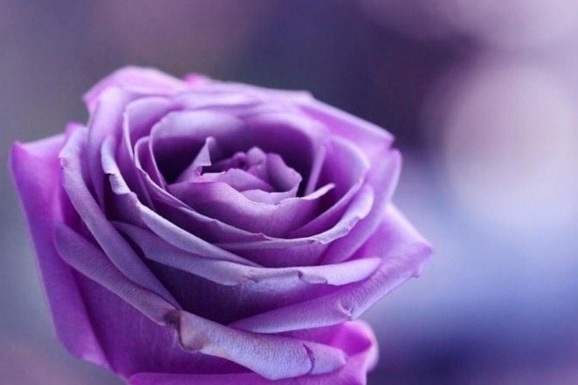 Purple Roses Background