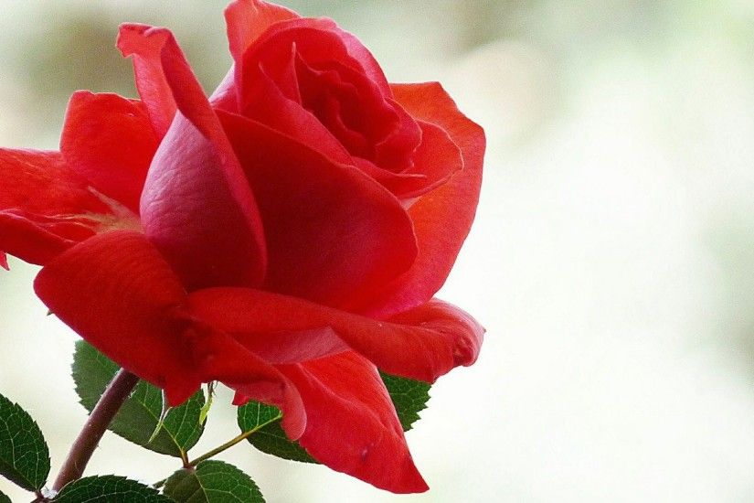 ... Red Roses Wallpaper Backgrounds rose backgrounds download free .