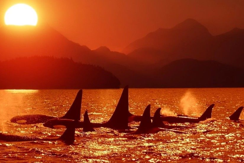 3840x2160 Wallpaper dolphins, killer whales, sea, sunset, sky