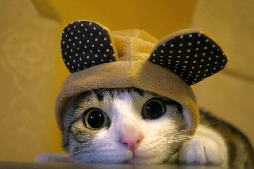Cute dressed cat Wallpapers | Pictures