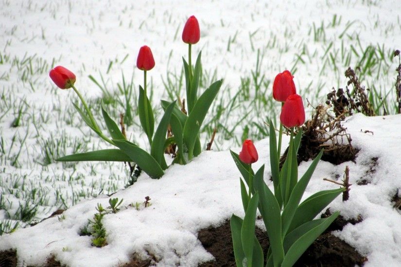 ... Red tulips in the snow HD Wallpaper 1920x1200