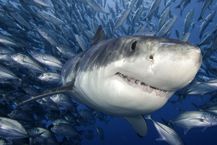 pictures of sharks