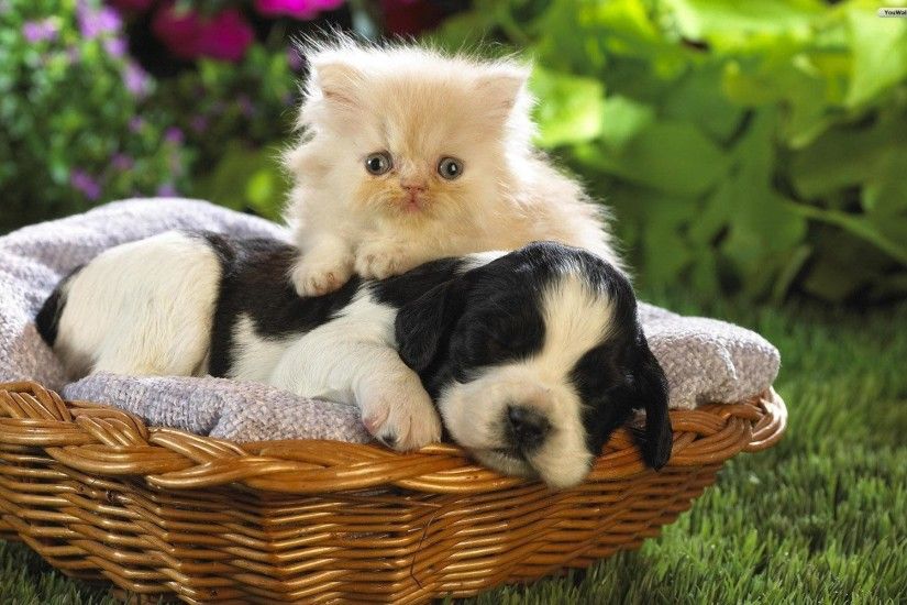 1920x1200 Cat And Dog Wallpaper 53 20741 High Definition Wallpapers .