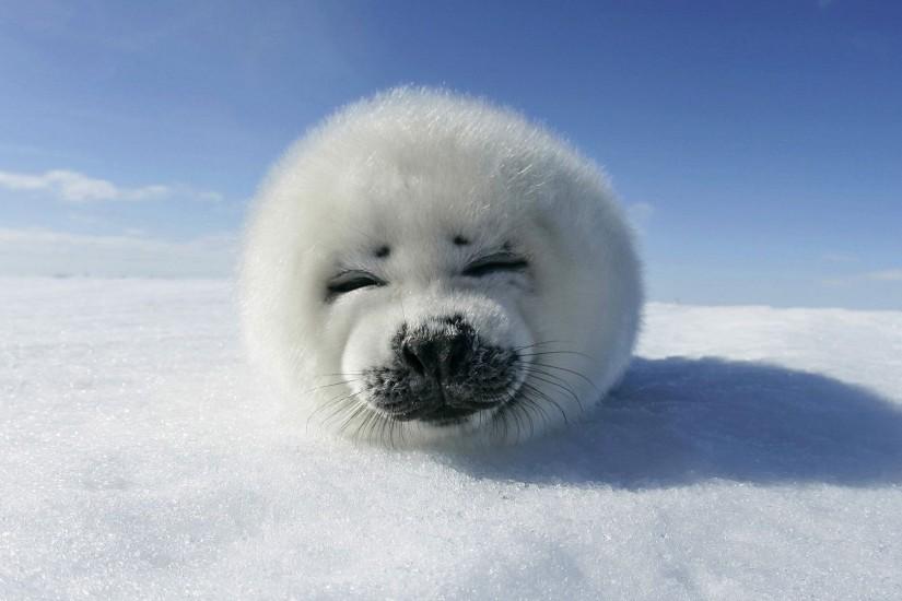 Desktop Wallpaper Animals Baby Seal Canadian Seal