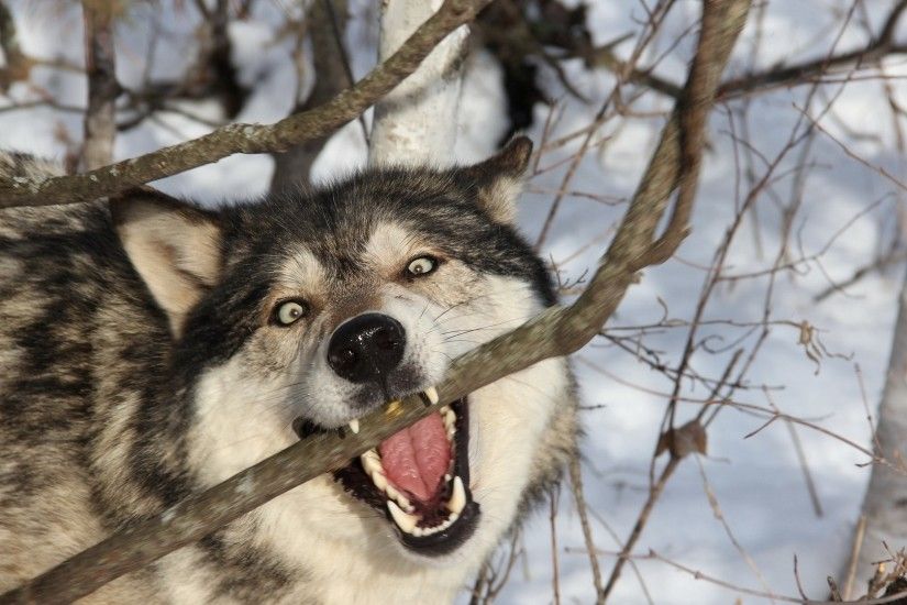 Preview wallpaper wolf, branch, teeth, dog, predator 1920x1080