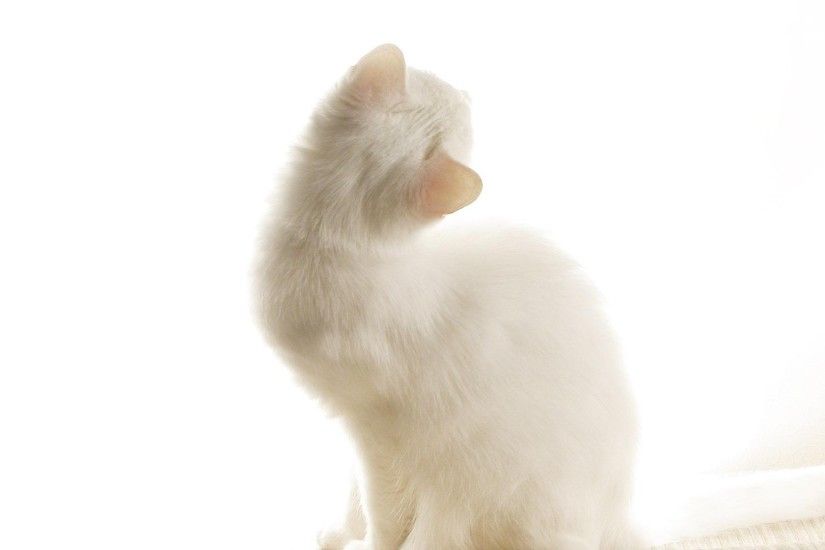 fluffy, cat, white