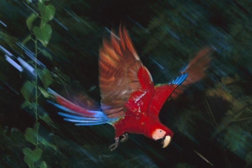 Macaw peru scarlet macaws birds national wallpaper