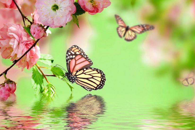 top butterfly background 1920x1200