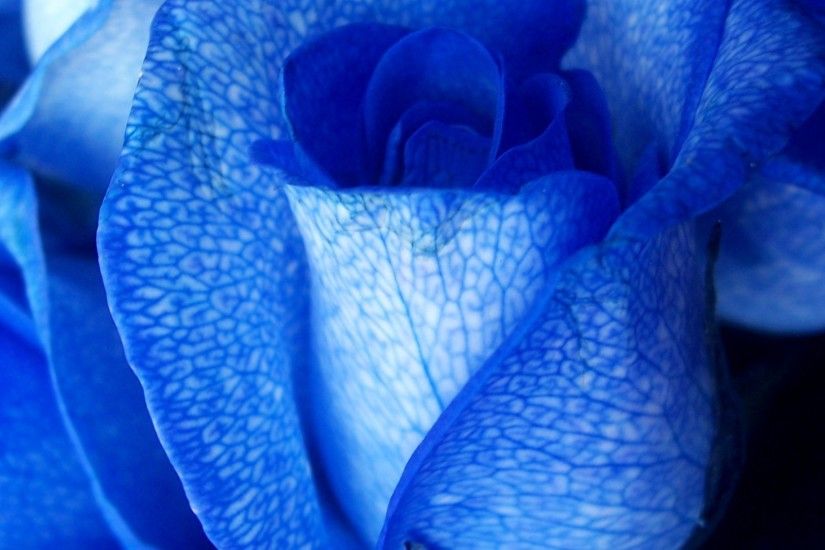 Blue rose close up