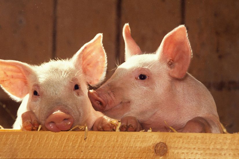 Cute Pigs Waiting Wallpaper