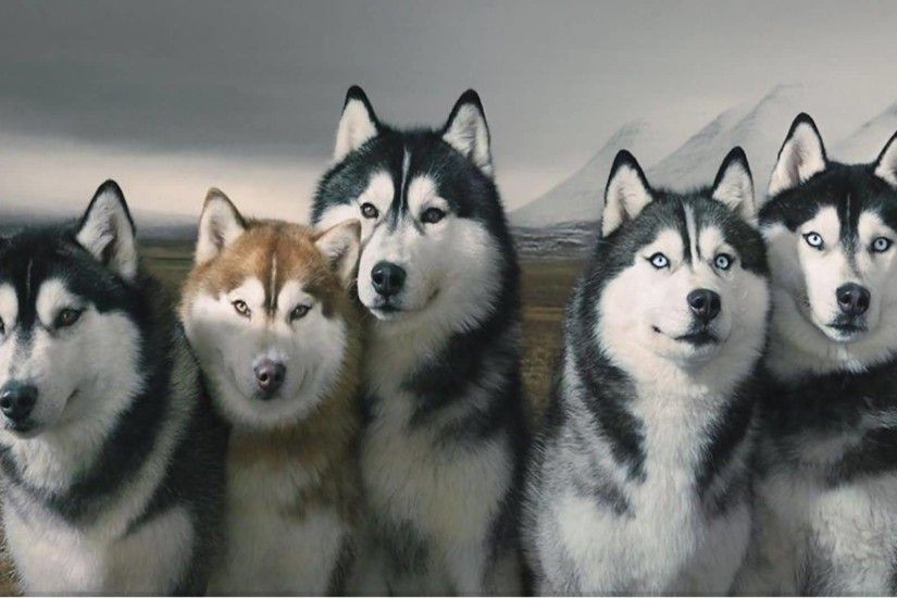 Eight Below Siberian Husky Dogs Wallpaper. “