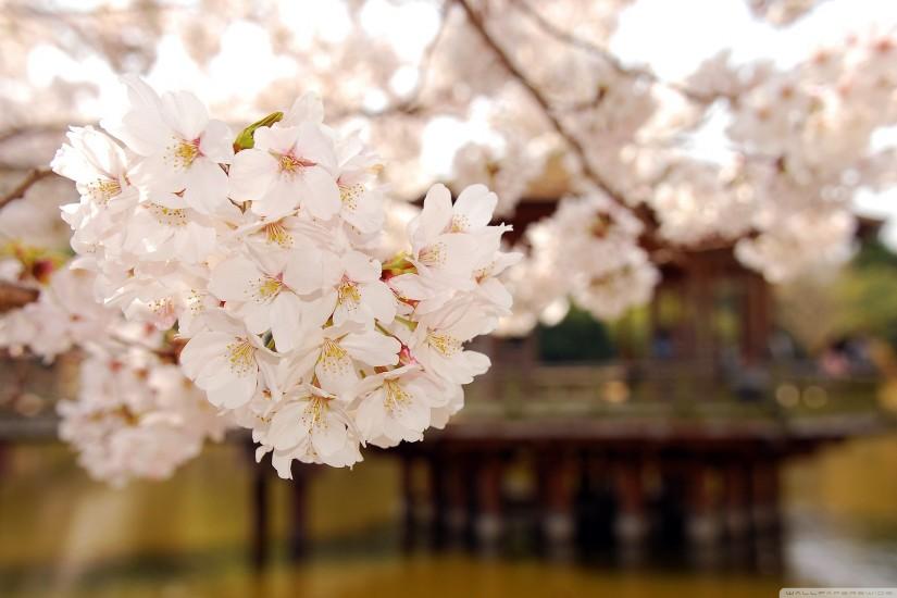 cherry blossom wallpaper 2560x1600 for macbook