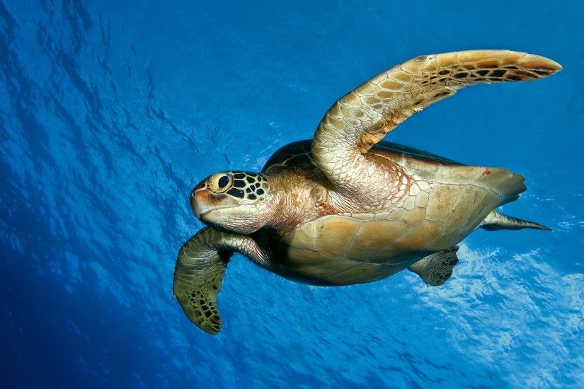 Preview wallpaper turtle, water, sea, swim 2560x1440