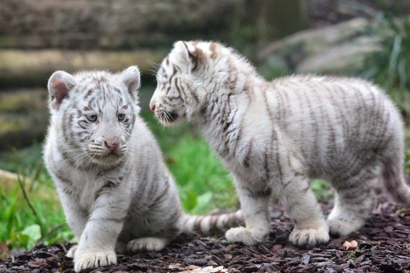 Baby White Tiger