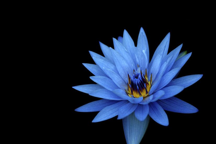 Flowers / Blue Lotus Wallpaper. Blue Lotus, HD. Original Resolution:  2160x1920