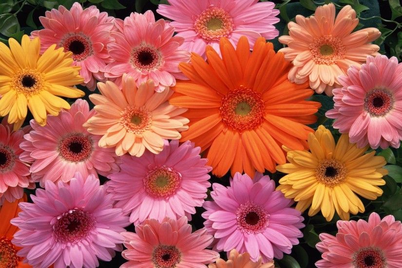 Beautiful Flowers Wallpaper Free Download Al184fq