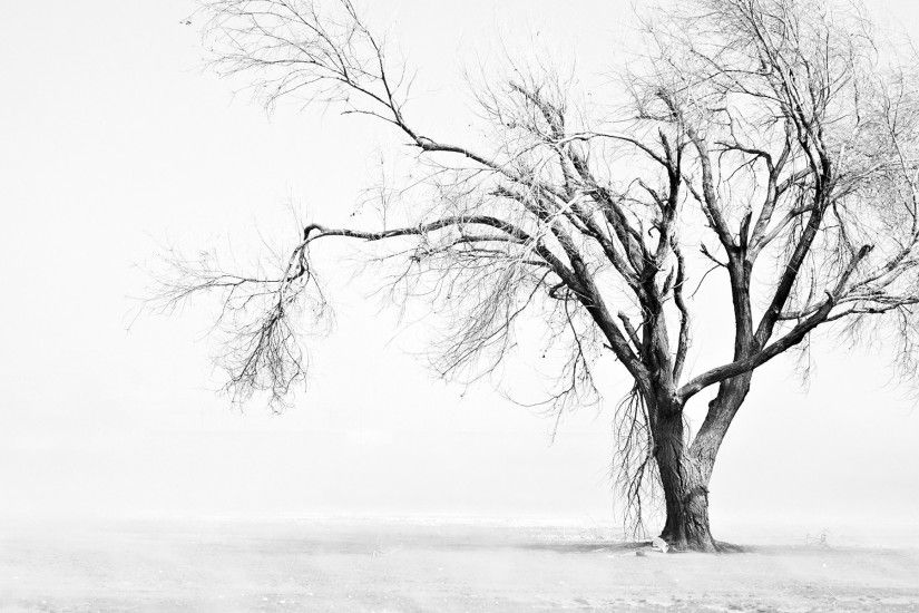 mother nature, snow, cool, bw, display,tree, colored, winter, landscape,hd  wallpaper, Wallpaper HD