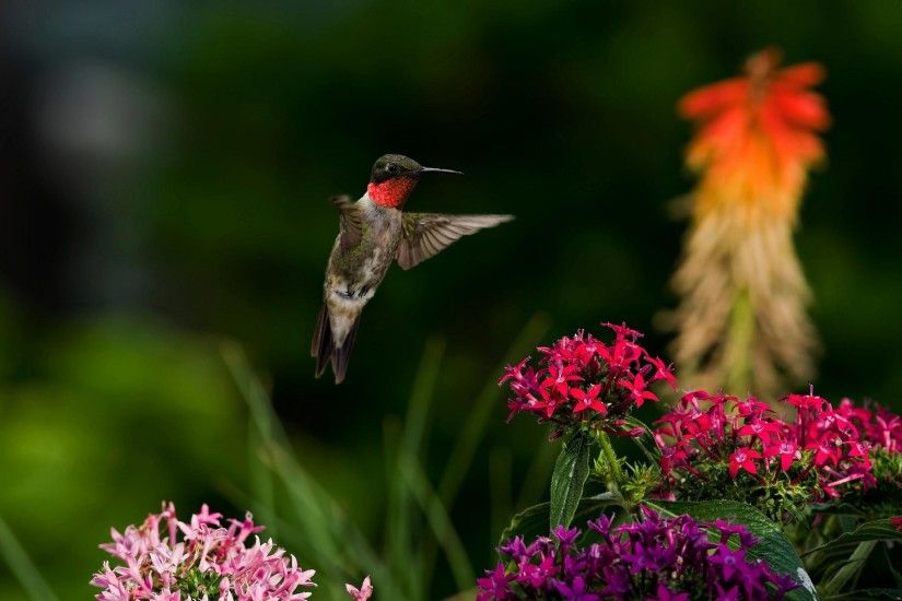 Hummingbird Wallpaper HD 2691