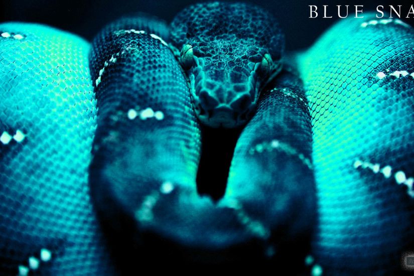 Best Snake Wallpapers and Backgrounds