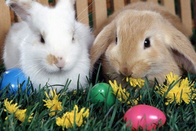 Easter Bunny Desktop Wallpaper (08)