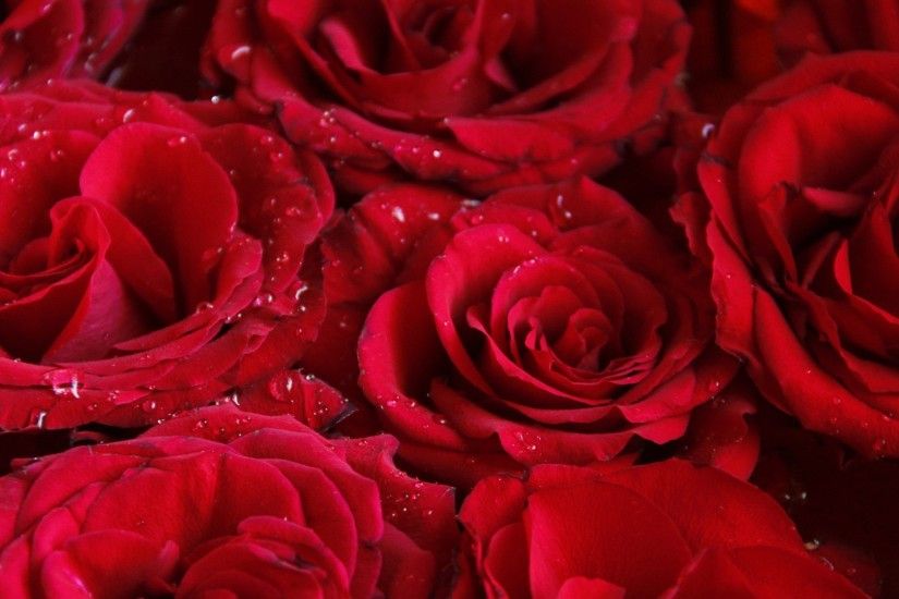 pretty red roses HD wallpapers - desktop backgrounds