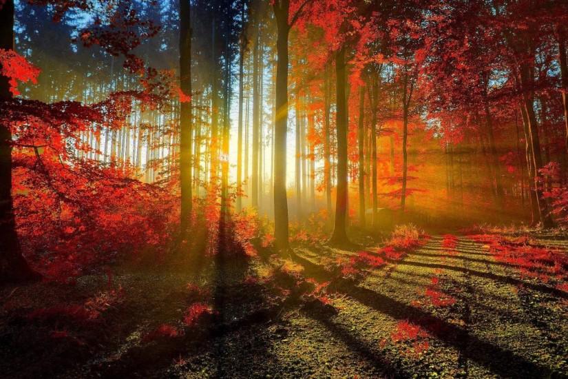 Sunlit road through the autumn woods Wallpaper #