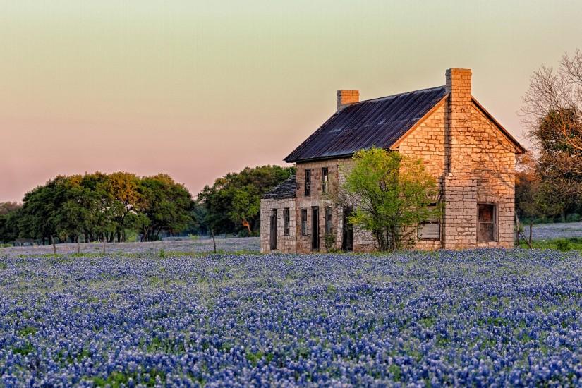 Texas sunlight blue flowers Bluebonnet hd wallpaper background - HD .