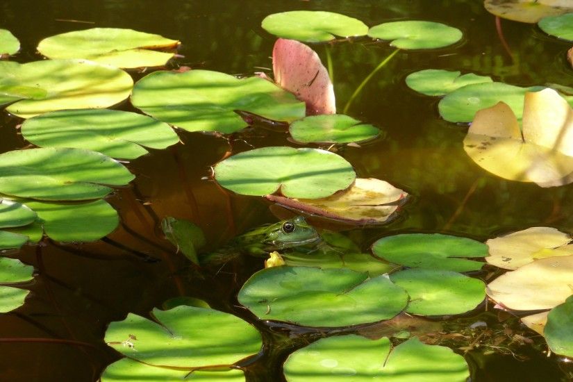 34 Lily Pad HD Wallpapers | Backgrounds - Wallpaper Abyss