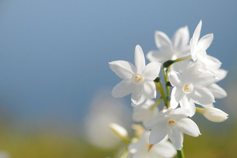 White Flower Desktop Wallpaper