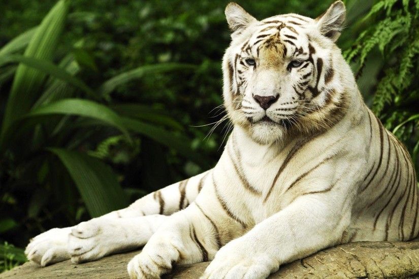 White Tiger Wallpapers HD - Wallpaper Cave