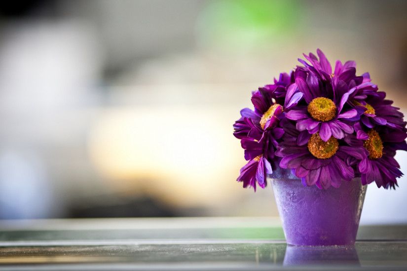 Preview wallpaper flower, pot, purple, petals 1920x1080