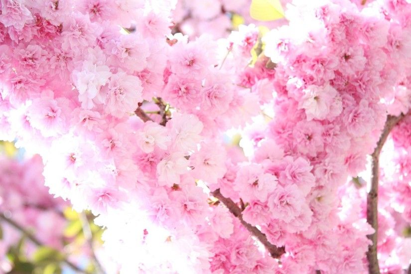 Sakura flower wallpaper hd with blossom tree
