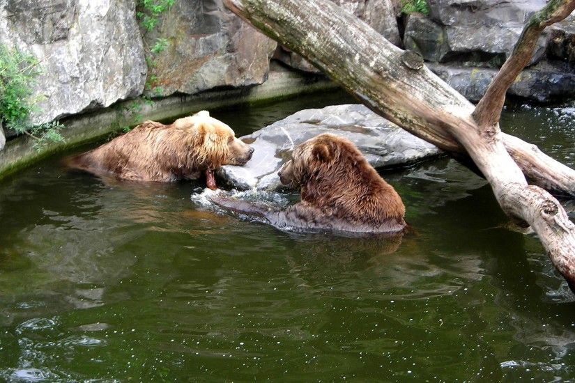 Two brown bears swimming in a zoo