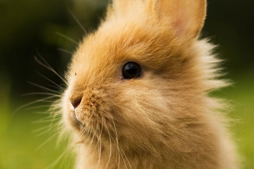 Cute baby bunny photo