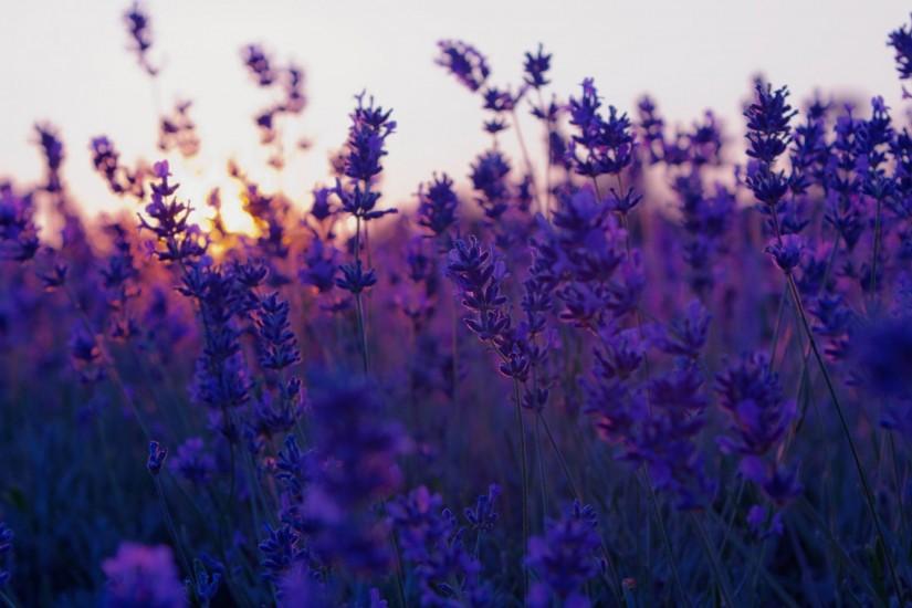 lavender background 2560x1440 images